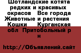 Шотландские котята редких и красивых  окрасов - Все города Животные и растения » Кошки   . Курганская обл.,Притобольный р-н